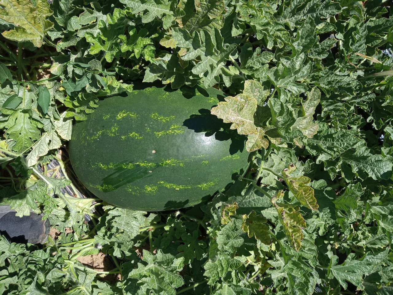 Watermelons exported from Greece ..