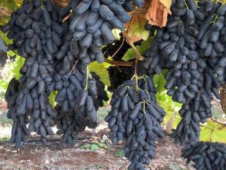 Dear Sir/Madam Procom is a major supplier of agricultural