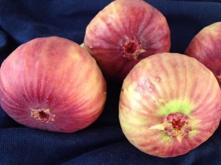 Dear Sir/Madam Procom is a major supplier of agricultural