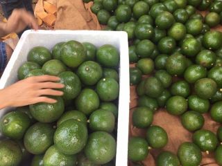 Fresh Booth Avocado/Hass Avocado Premium Quality FRESH AVOCADOS Origin: