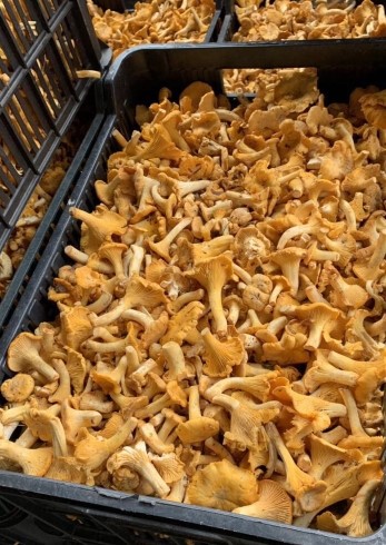 hello, I am looking for cooperation in fresh wild mushrooms