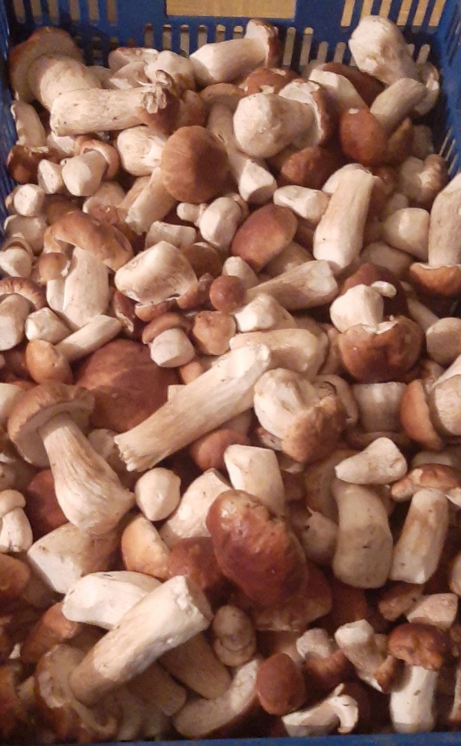 hello, I am looking for cooperation in fresh wild mushrooms