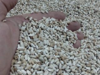 Bavarian safflower 98% 9% Worki, begi Fee for a