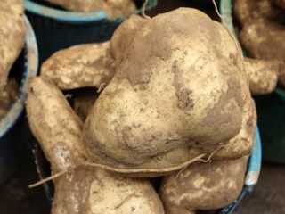 We have fresh sweet potatoes from our farm, we