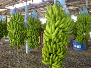 Dear sir/madam, we are producers and exporters of Fresh
