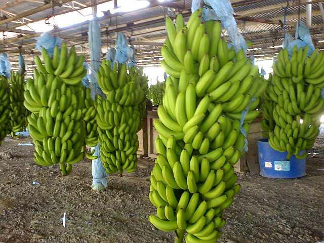 Dear sir/madam, we are producers and exporters of Fresh Green Cavendish Banana from Camroon Africa