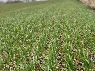 This year (2020) planning: Feed wheat - 800t. Milling