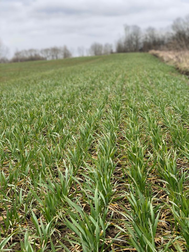 This year (2020) planning organic (eco): Feed wheat - 800t