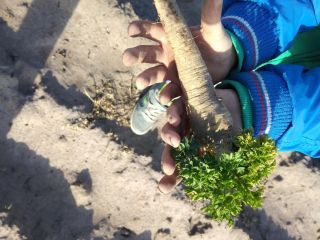 Parsley that has wintered in the ground.