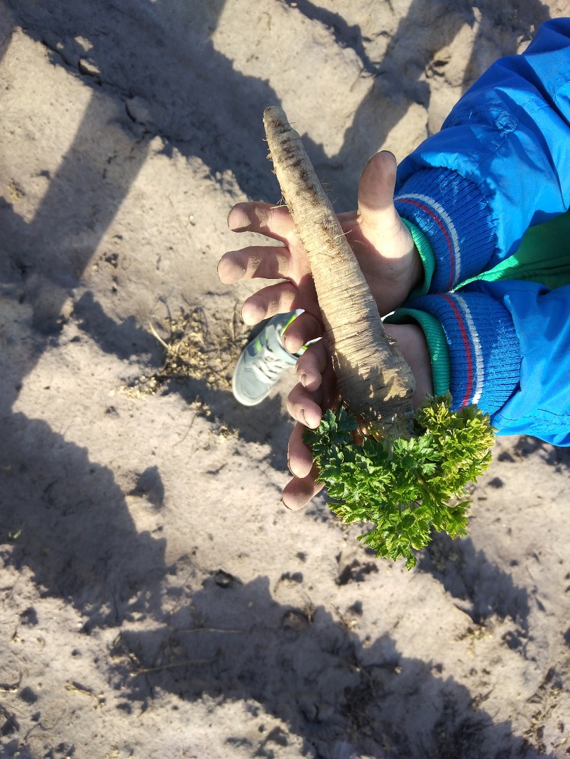 Parsley that has wintered in the ground