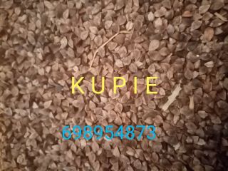 I will buy buckwheat, any quantity and quality payment