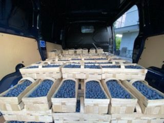 I will sell fresh blueberries from June to July.