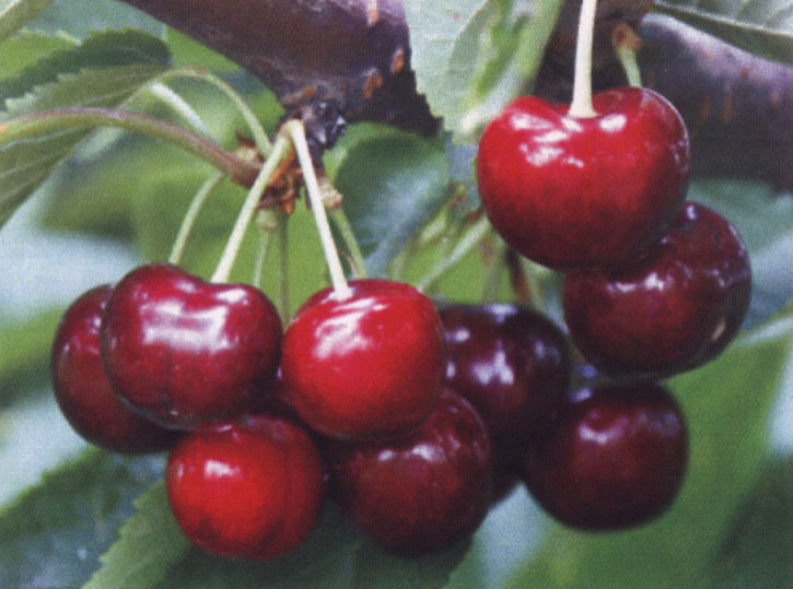 Small farm in Bulgaria has cherry garden with cultivars Van and Bing