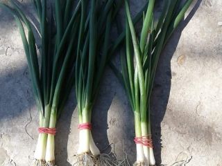 I sell a line of green onion 4 thread