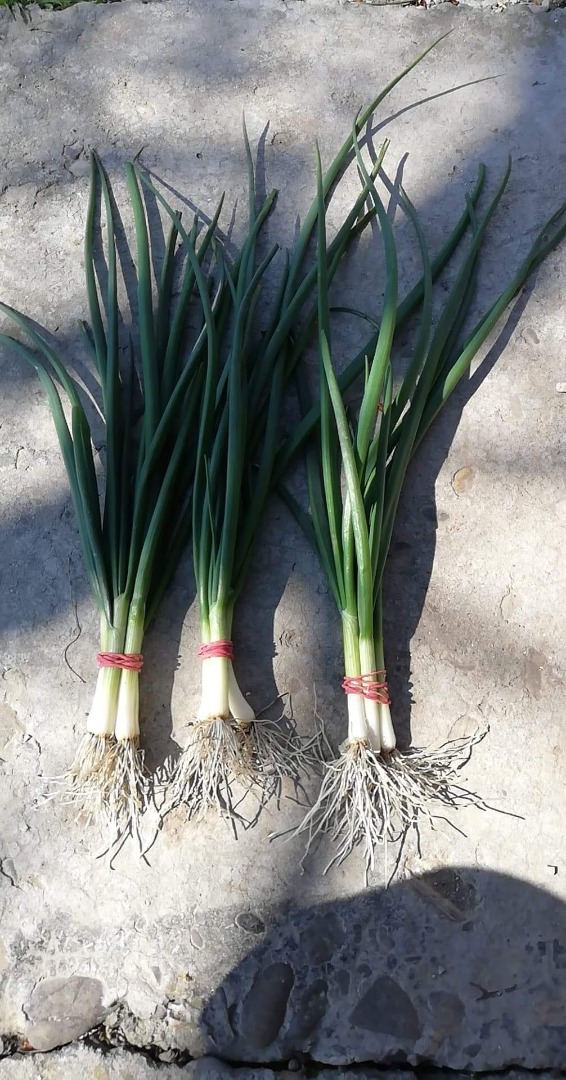 I sell a line of green onion 4 thread 0.5lei