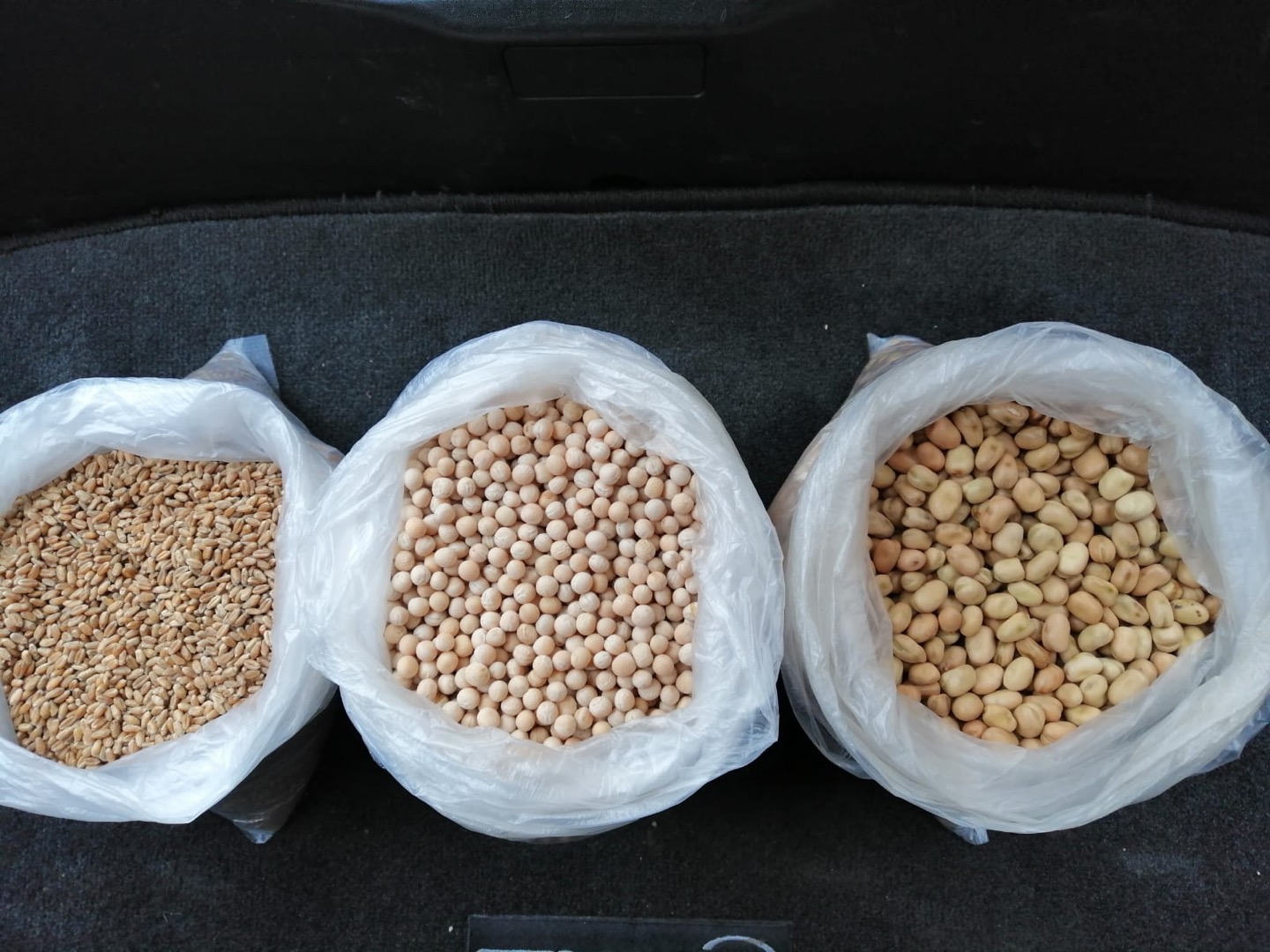 Peas, whole, pounding, package 50 kg, 500T per month, origin Republic of Belarus