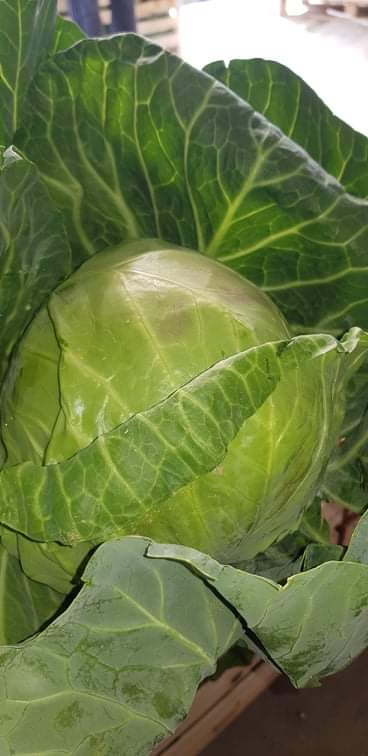 Company with over 25 years of expiriance, looking for serious partners for long term coraporation.We can offer fruits and vegetables, transport, negotiabale