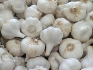 company based in spain sells garlic wholesale all year