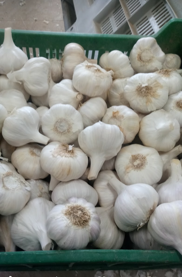 company based in spain sells garlic wholesale all year round..delivery and orders anchep from May 20
