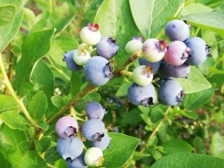 Good day. I offer in July delicious and sweet