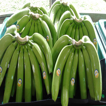 Fresh Cavendish Bananas please contact directly, What'sapp: email