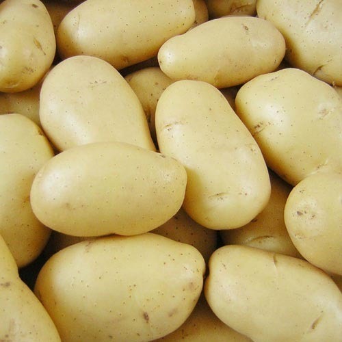excellent quality fresh potato price cheap please contact directly, What'sapp: email