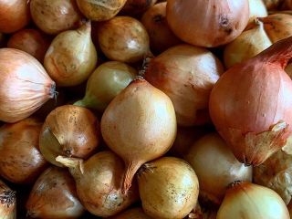 top quality fresh onion FOR SALE please contact directly,