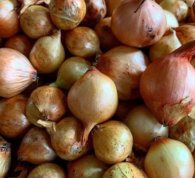 top quality fresh onion FOR SALE please contact directly, What'sapp: email