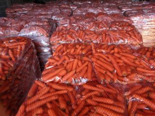 Sell first class carrot, best quality and best price.