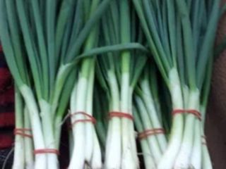 I am selling green onions Com Romanu Jud Brăila