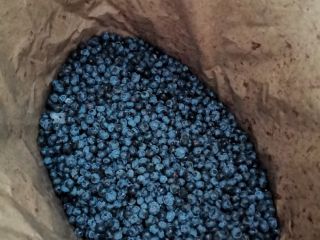 I will sell blueberry, frozen, very good quality, packed