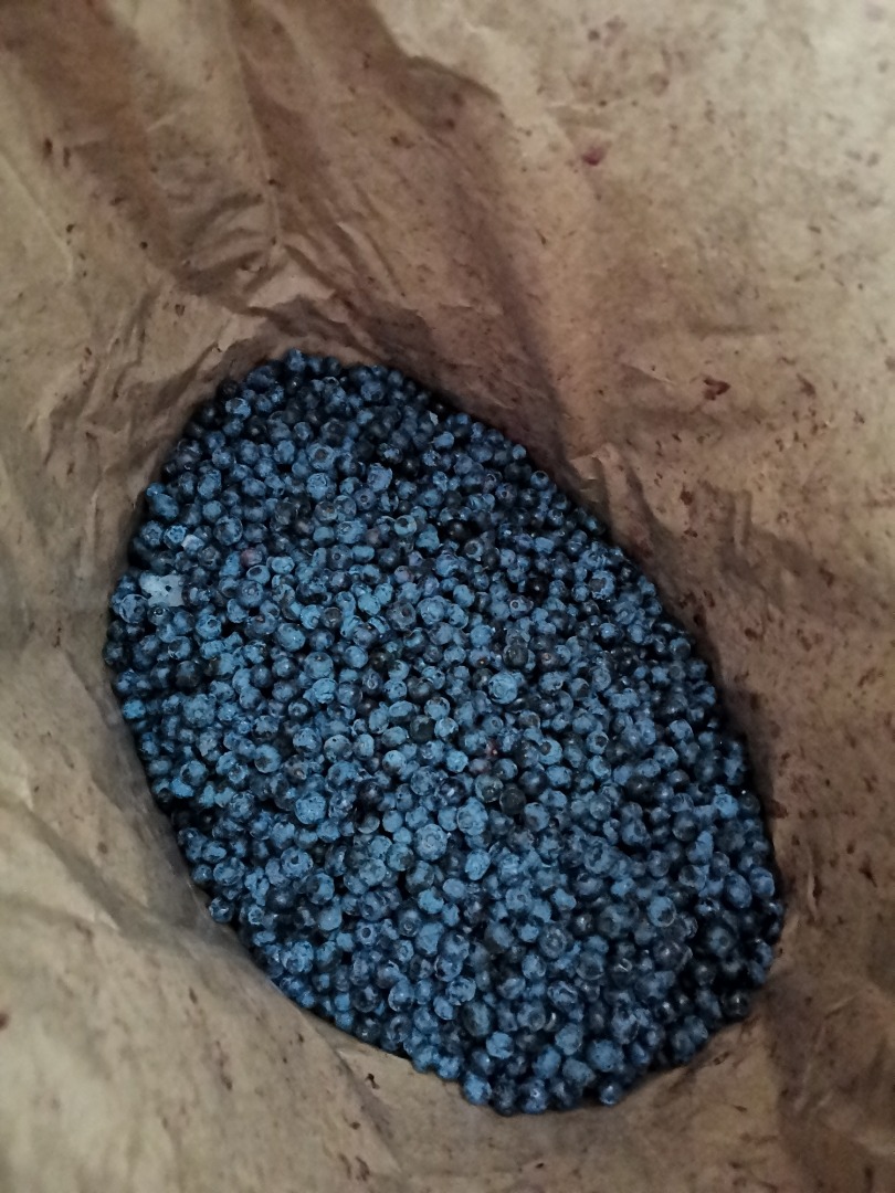 I will sell blueberry, frozen, very good quality, packed in 25 kg bags Available 10 tonnes