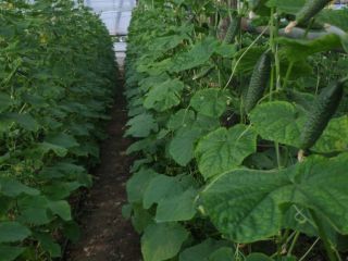 Very high quality product, ecological, fresh.