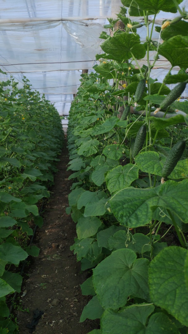 Very high quality product, ecological, fresh