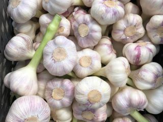 We sell garlic - 15 tons. Delivery is included