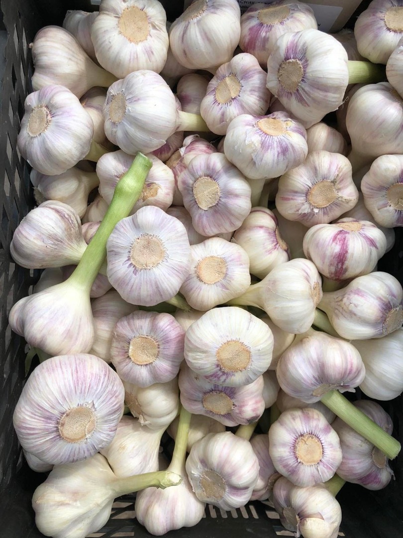 We sell garlic - 15 tons
