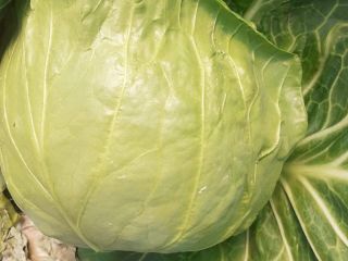 I'm waiting for you to contact me. Fresh cabbage