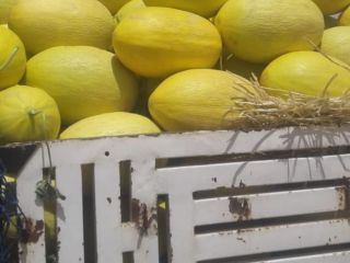 I will sell honey melon. We are looking for