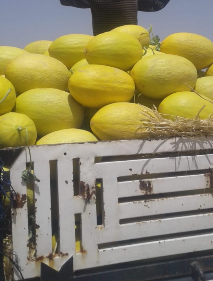 I will sell honey melon
