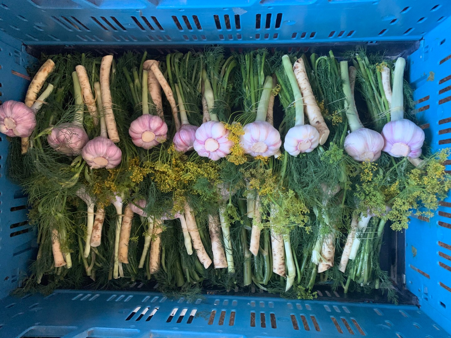 Insertion set - 0.5 euro for 150 grams (garlic - horseradish - dill) Price negotiable - The price includes free delivery