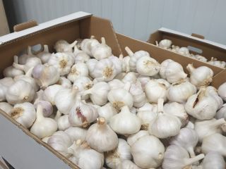We sell garlic - min 24 tons. Delivery is