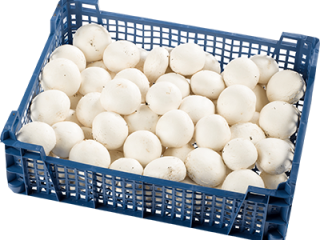 I will buy a mushroom caliber 60-100 mm, payment