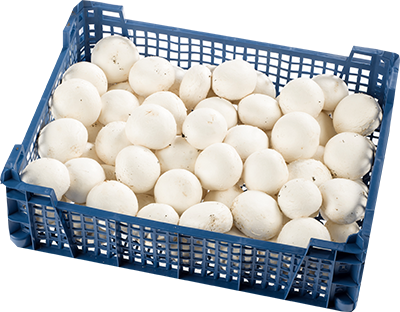I will buy a mushroom caliber 60-100 mm, payment in cash