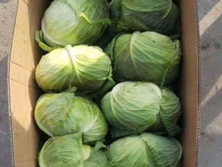 Organic Green Cabbage Organic Green Cabbage please contact directly,