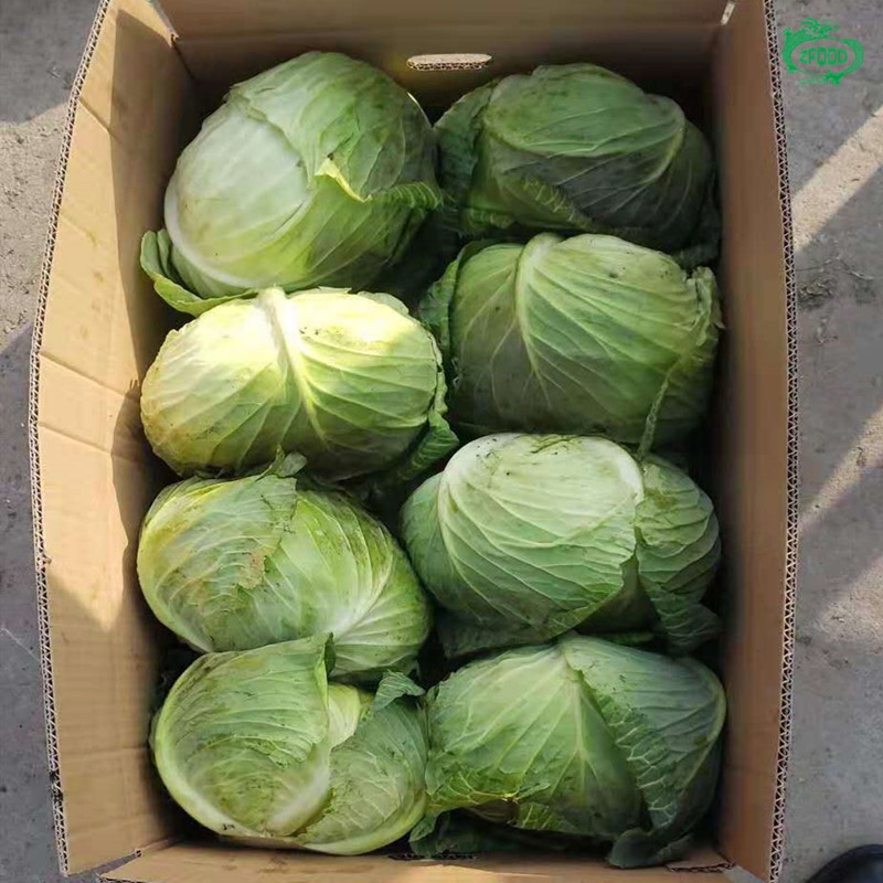 Organic Green Cabbage Organic Green Cabbage please contact directly, What'sapp