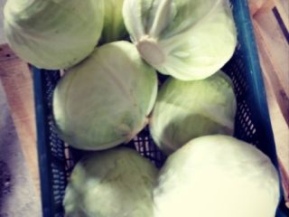 I will sell white cabbage, 1.5-4kg. In bulk or