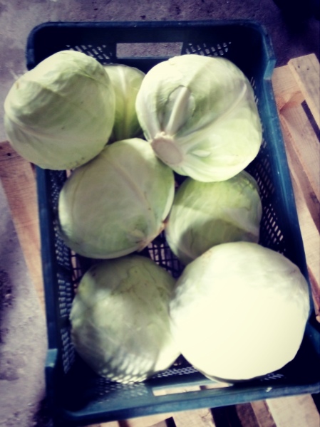 I will sell white cabbage, 1.5-4kg