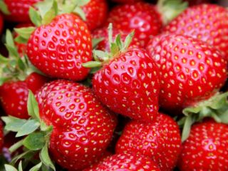 In the 2020 season we will sell industrial strawberries