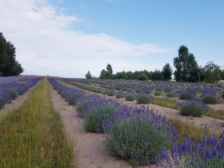 I will sell dried lavender from an organic plantation.