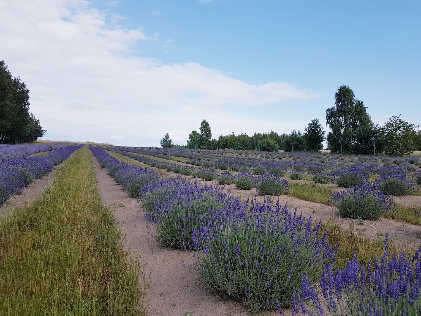 I will sell dried lavender from an organic plantation